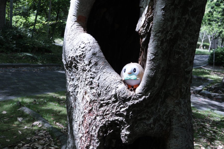 ギャラリー画像 13