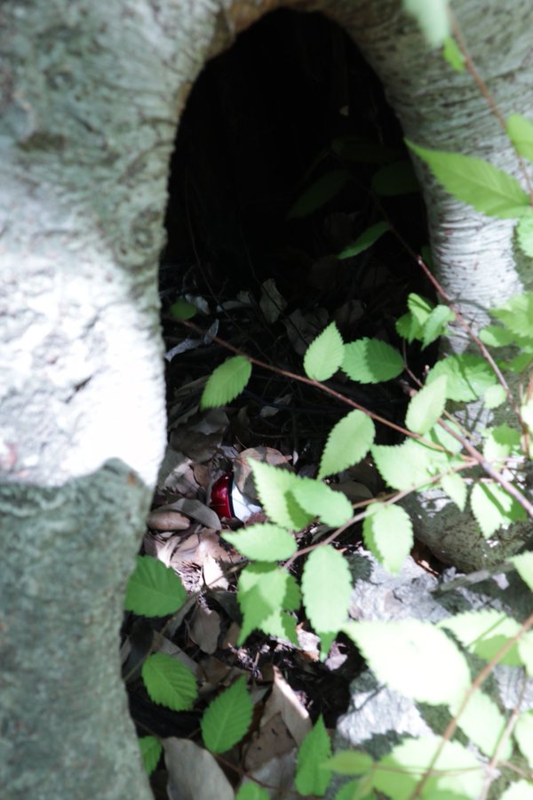 ギャラリー画像 19