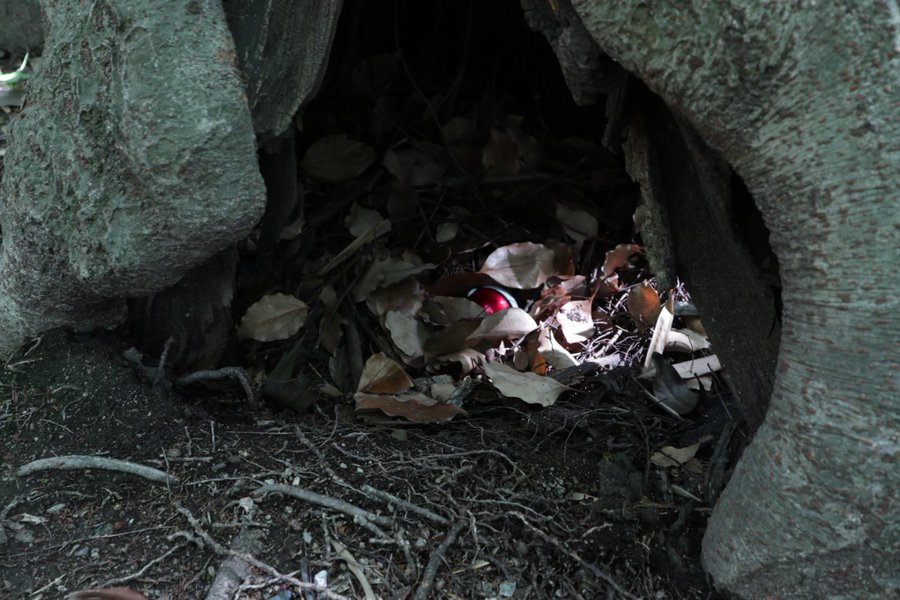 ギャラリー画像 20