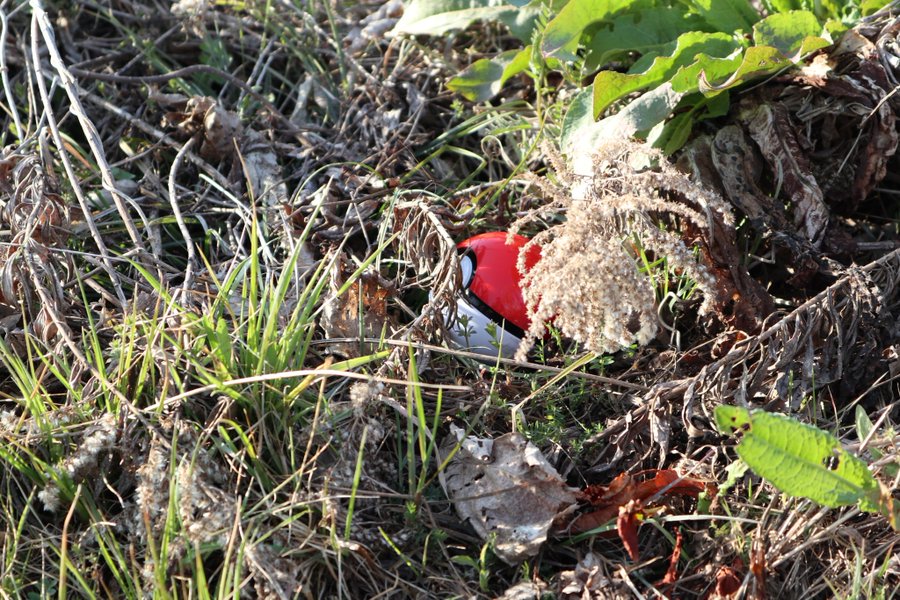 ギャラリー画像 33